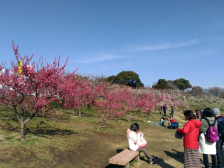 佐布里池梅林公園